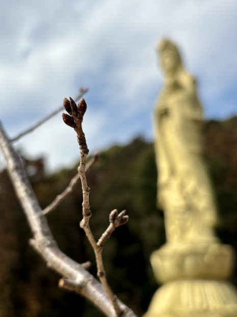 ソメイヨシノ｜福岡の樹木葬　永代供養